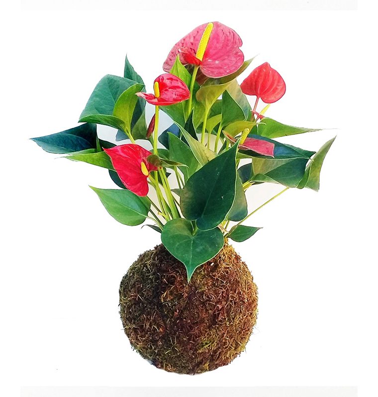 Kokedama de anturio rojo