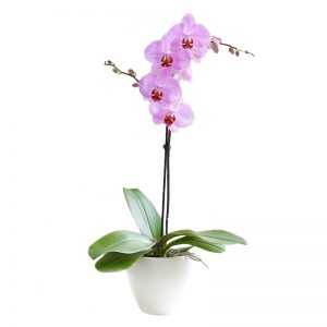 Orquidea flor