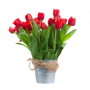 Tulipanes en balde